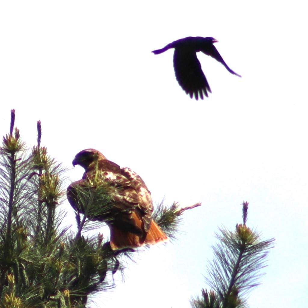 Red-tailed Hawk - ML619098641