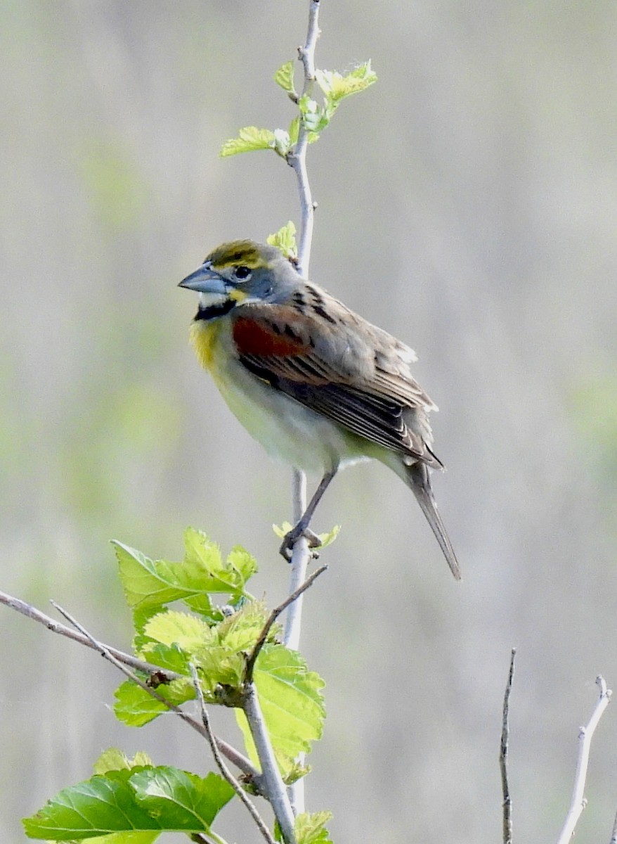 Dickcissel d'Amérique - ML619098651