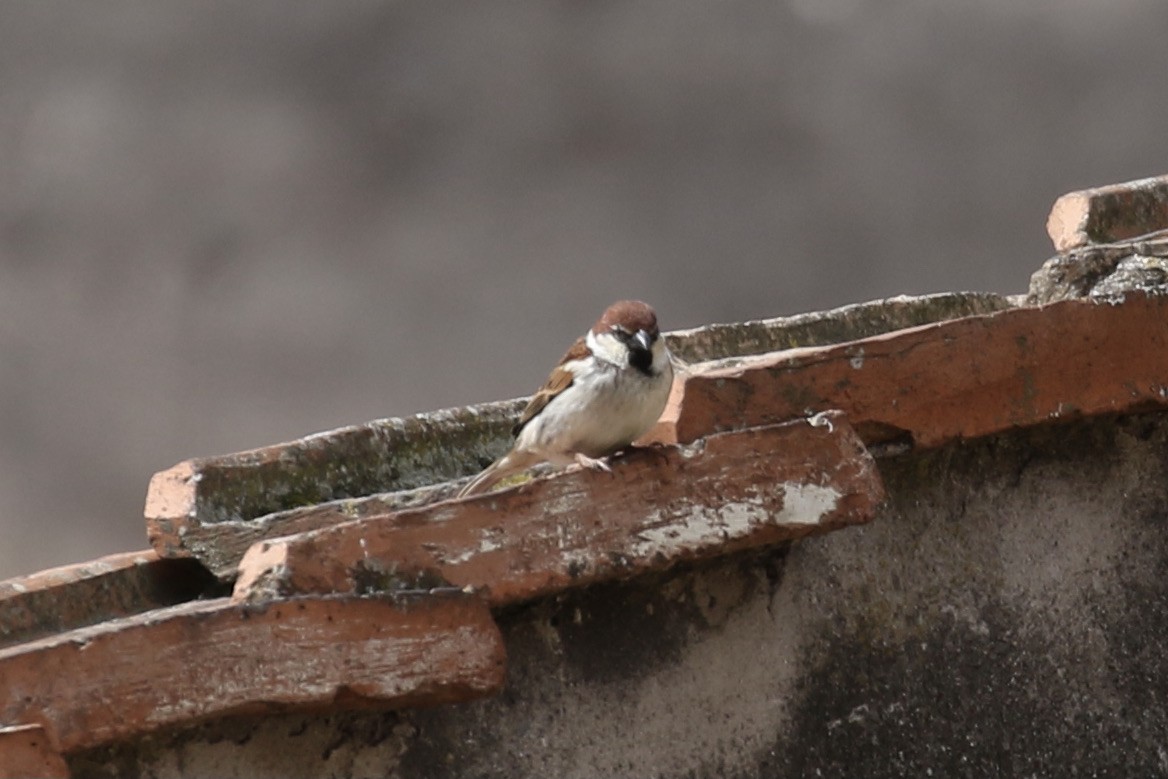 Italian Sparrow - Pranav Kumar