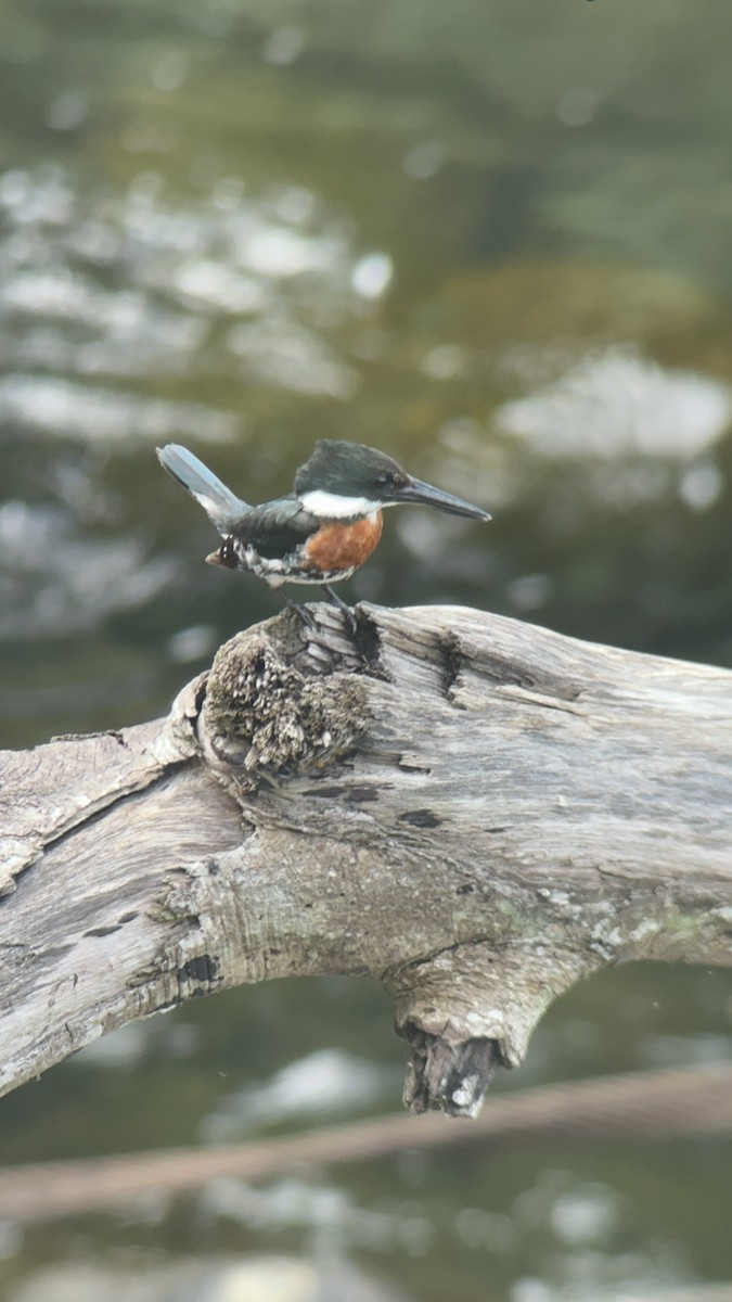 Green Kingfisher - Luis Enrique Fernández Sánchez