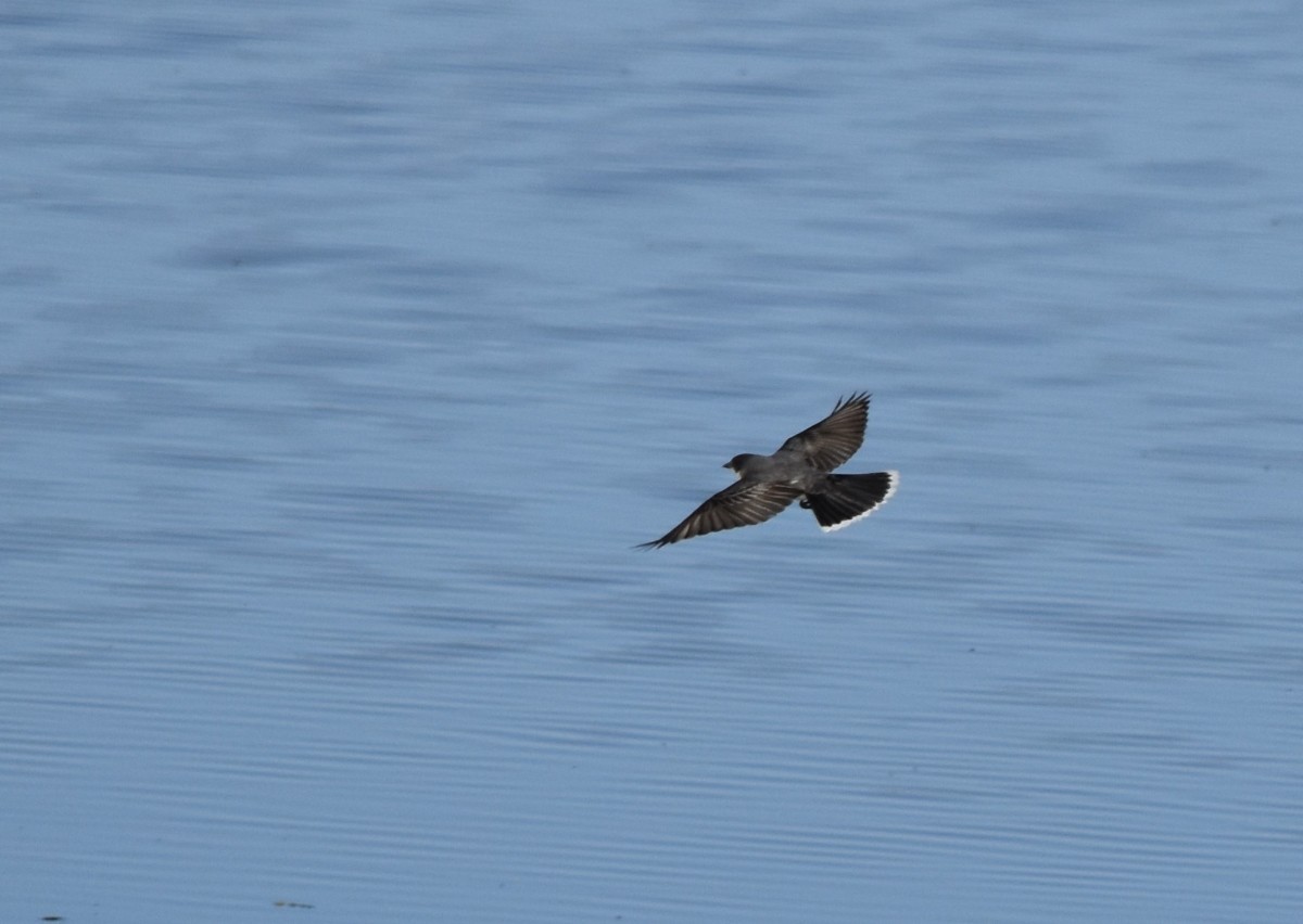 Eastern Kingbird - Steve Nord