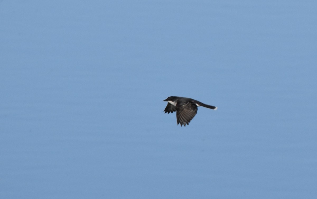 Eastern Kingbird - Steve Nord