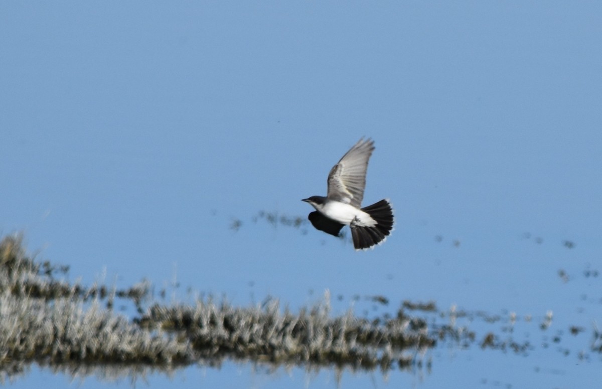 Eastern Kingbird - Steve Nord