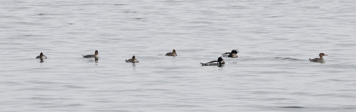 Red-breasted Merganser - ML619098712