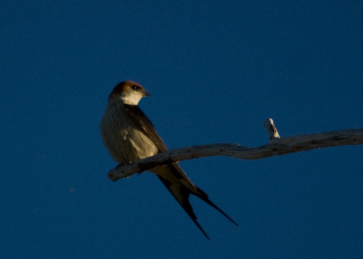 Greater Striped Swallow - Tim Harrop