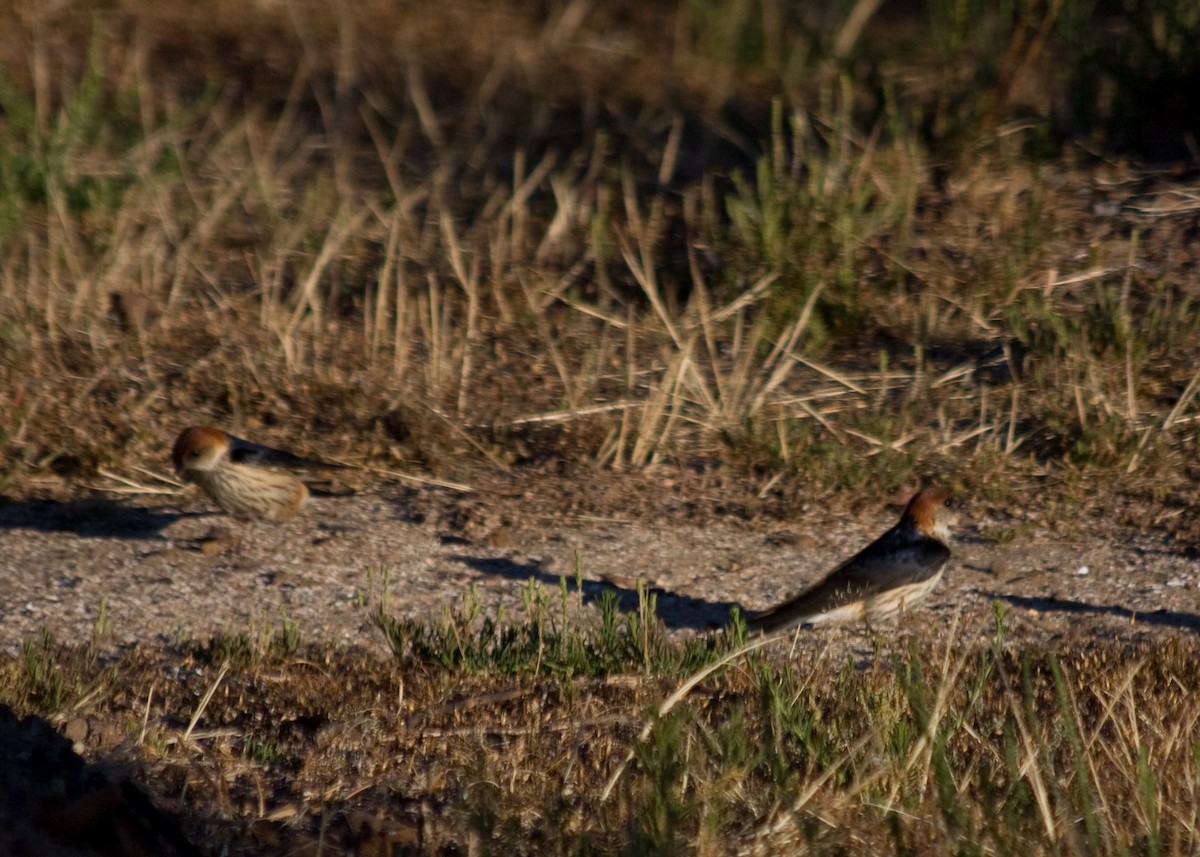 Greater Striped Swallow - Tim Harrop