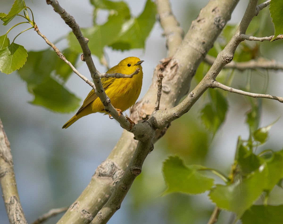 Yellow Warbler - Ethan Cleveland