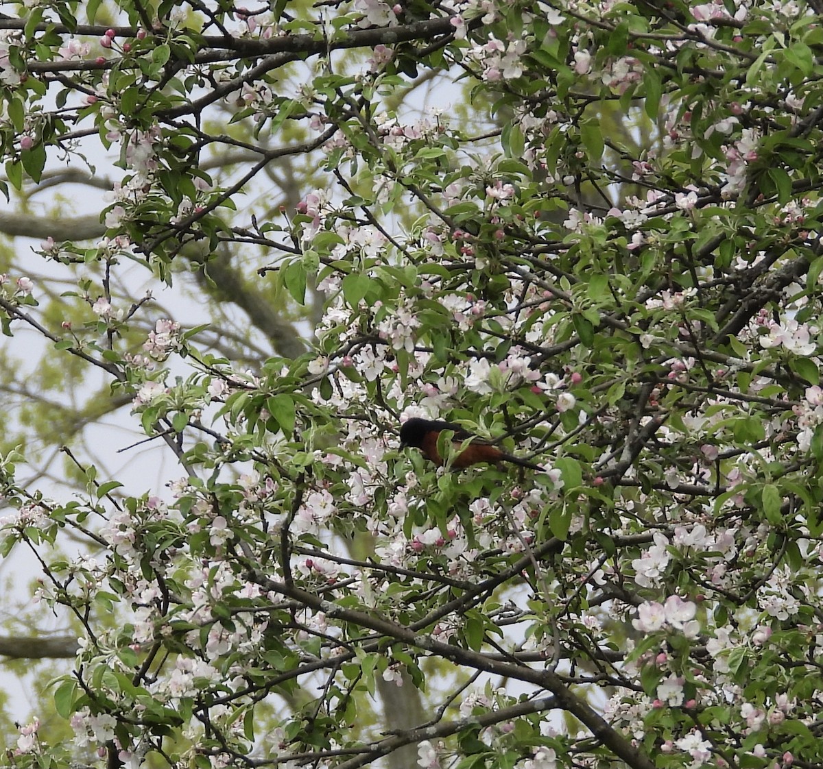 Orchard Oriole - lynda erb