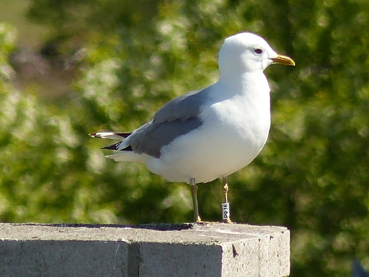 Common Gull - Coleta Holzhäuser