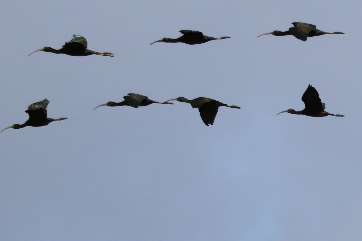 ibis hnědý - ML619098798