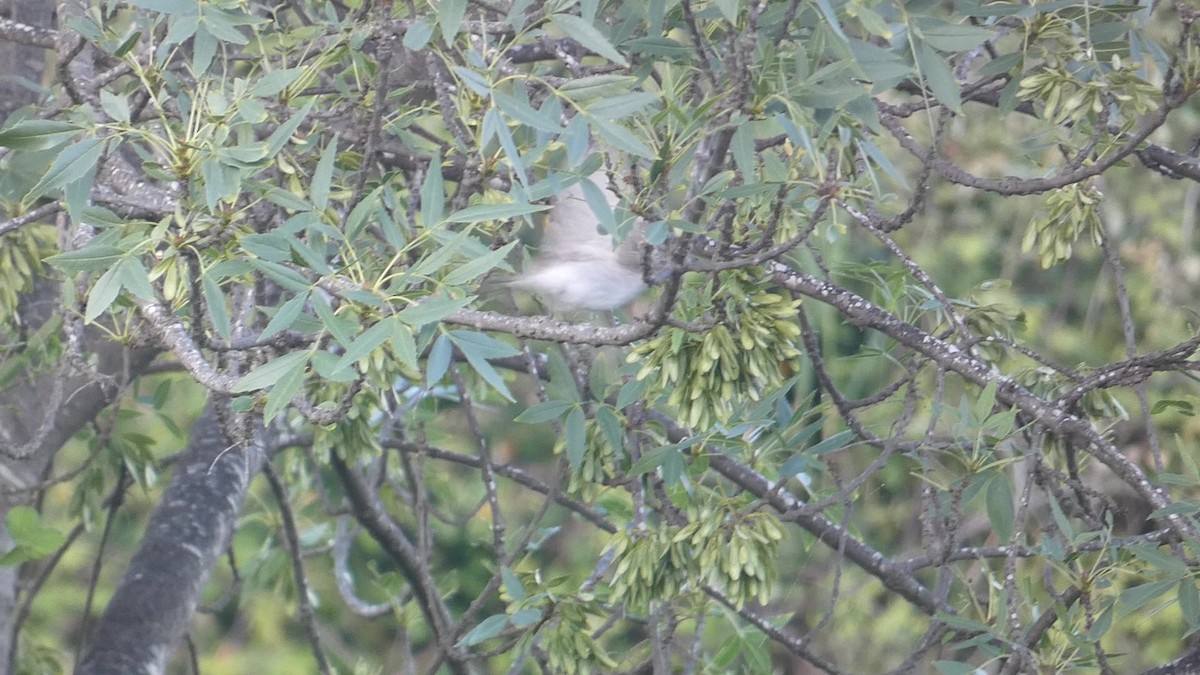 lejsek šedý (ssp. tyrrhenica/balearica) - ML619098809