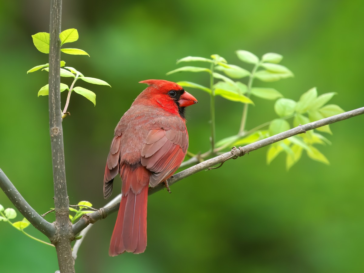 Cardinal rouge - ML619098834