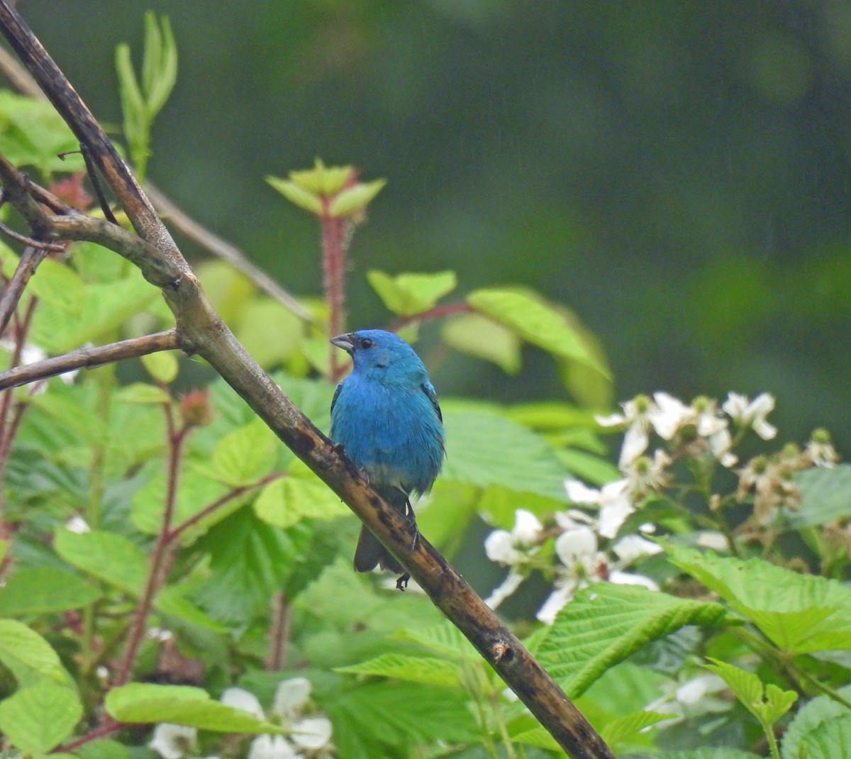 Indigo Bunting - Nicole H