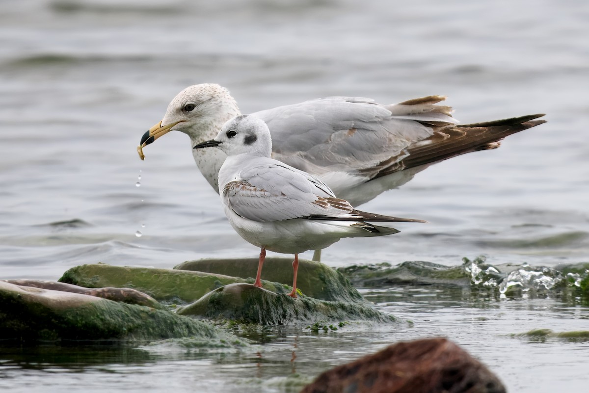 Bonaparte's Gull - Gavin Edmondstone