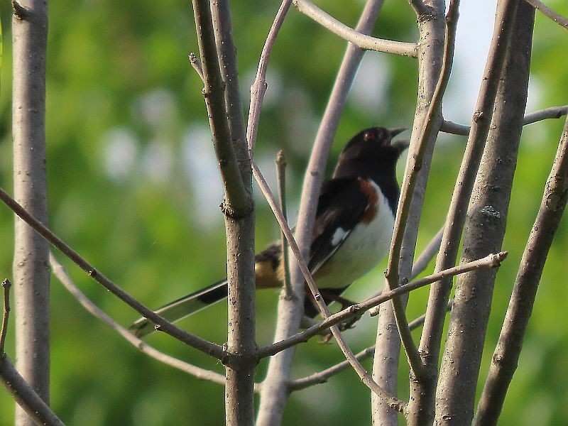 Eastern Towhee - Tracy The Birder