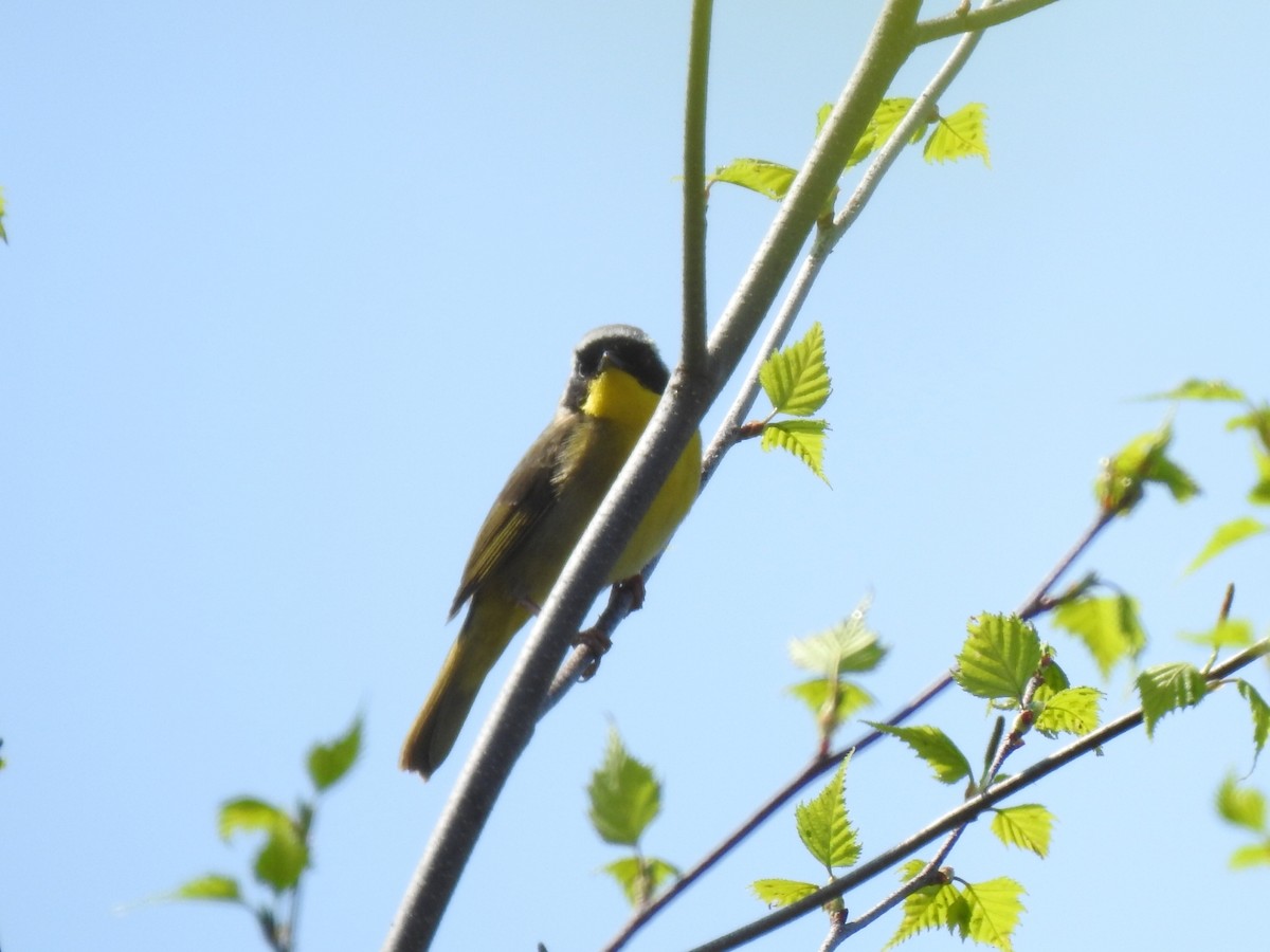 Common Yellowthroat - André St Pierre Aline Beauchemin