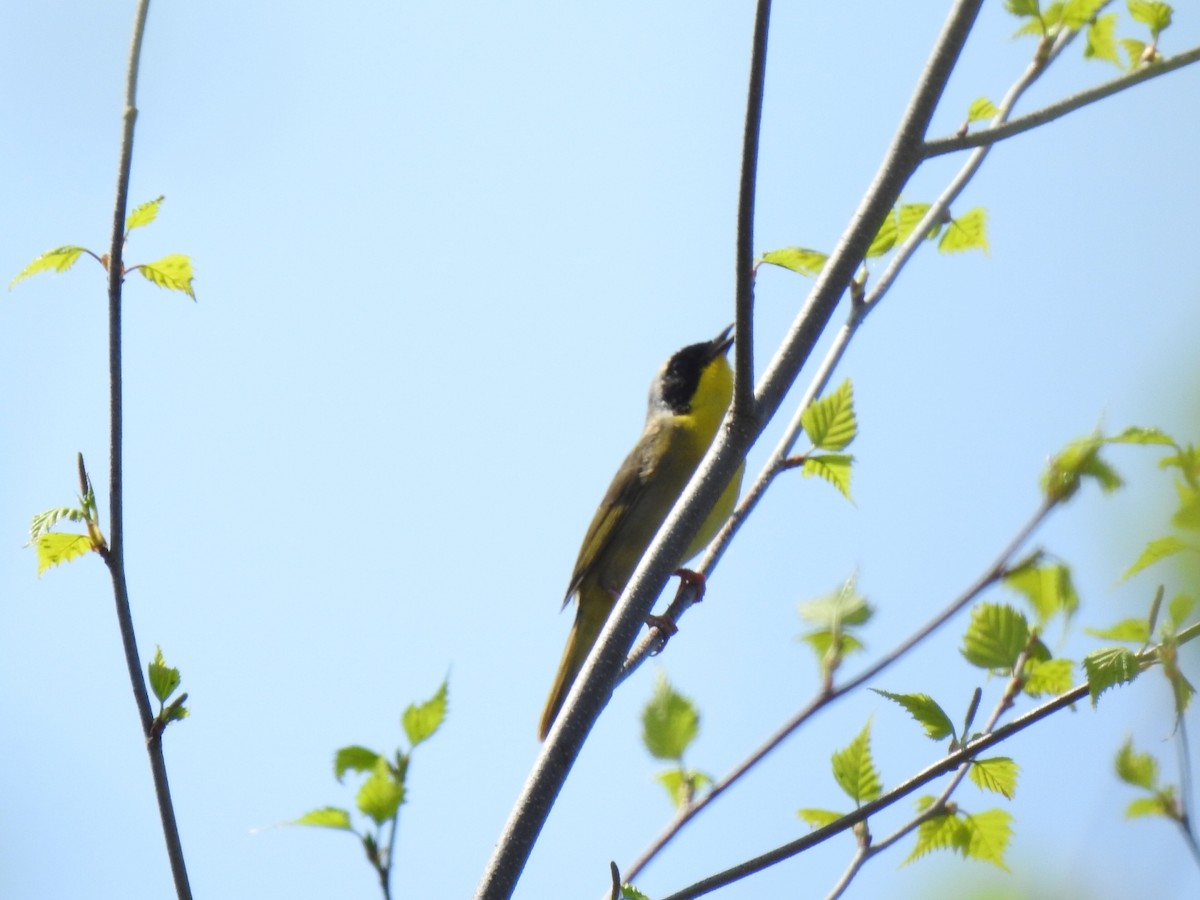 Common Yellowthroat - André St Pierre Aline Beauchemin