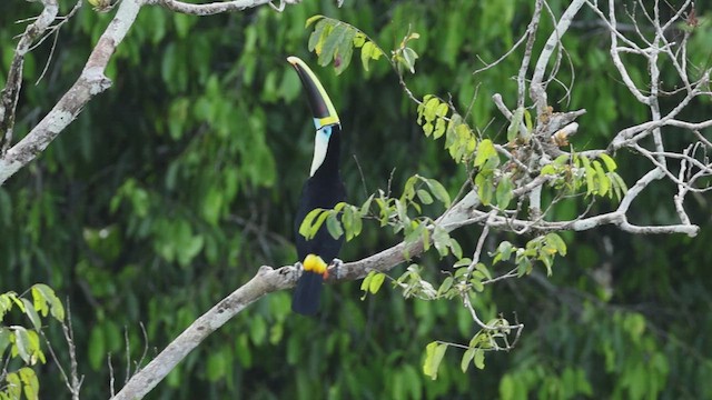 White-throated Toucan - ML619098909