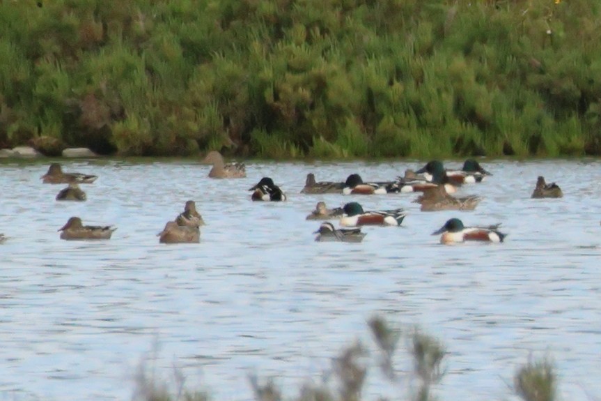 Garganey - Alexandre Hespanhol Leitão