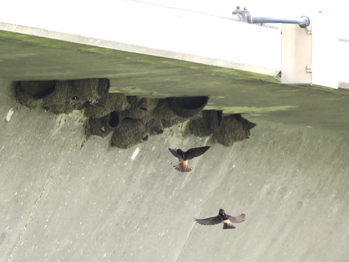 Cliff Swallow - ML619098932