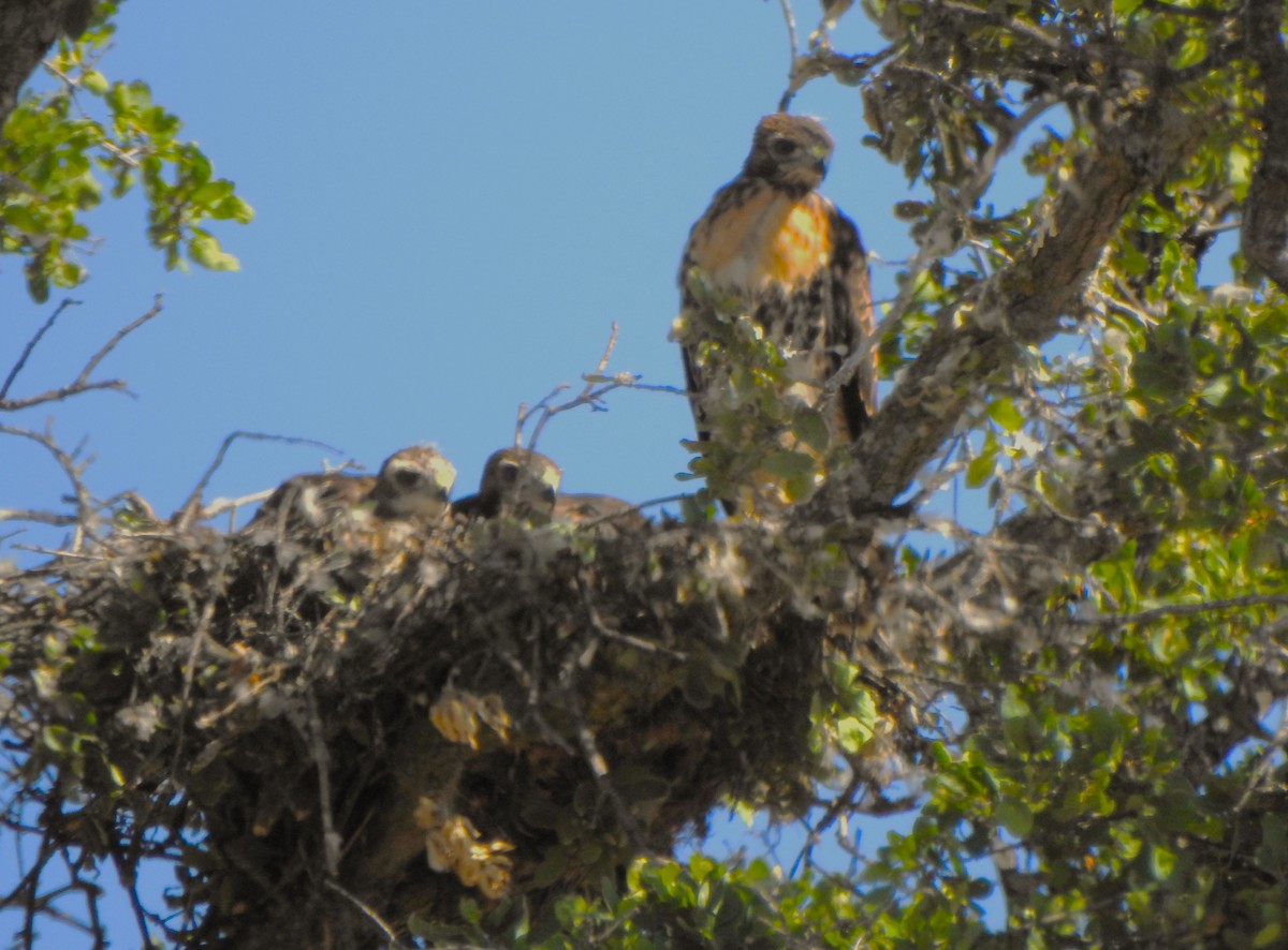 Rotschwanzbussard - ML619098936