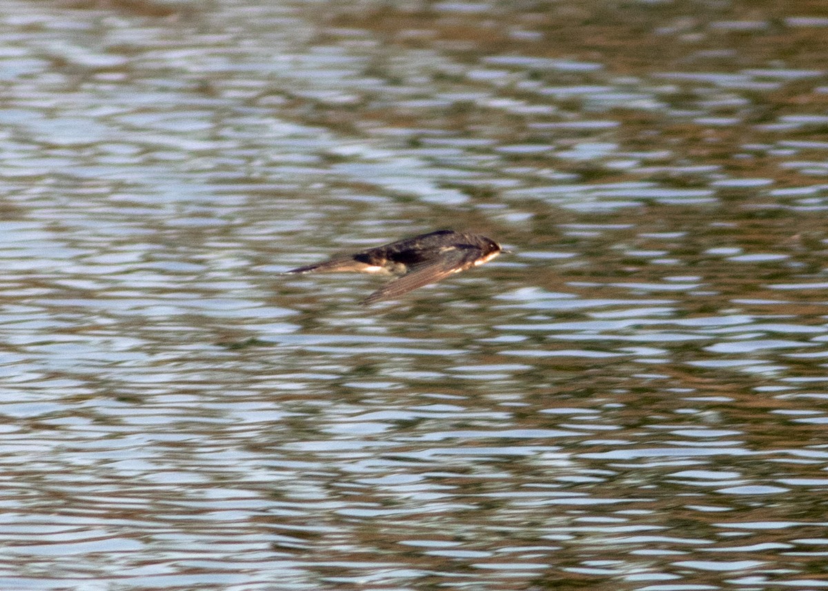 Pacific Swallow - ML619098972
