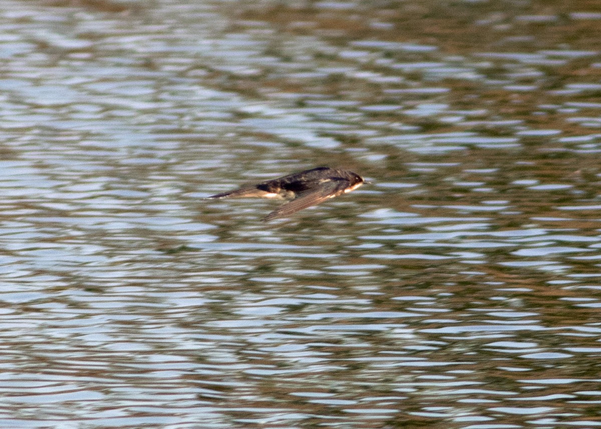 Pacific Swallow - ML619098972