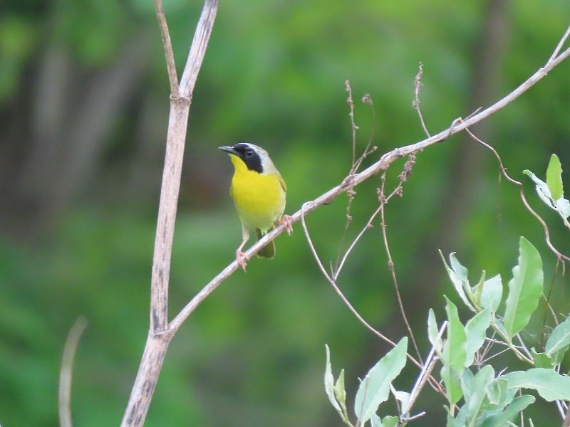 Common Yellowthroat - Tracy The Birder