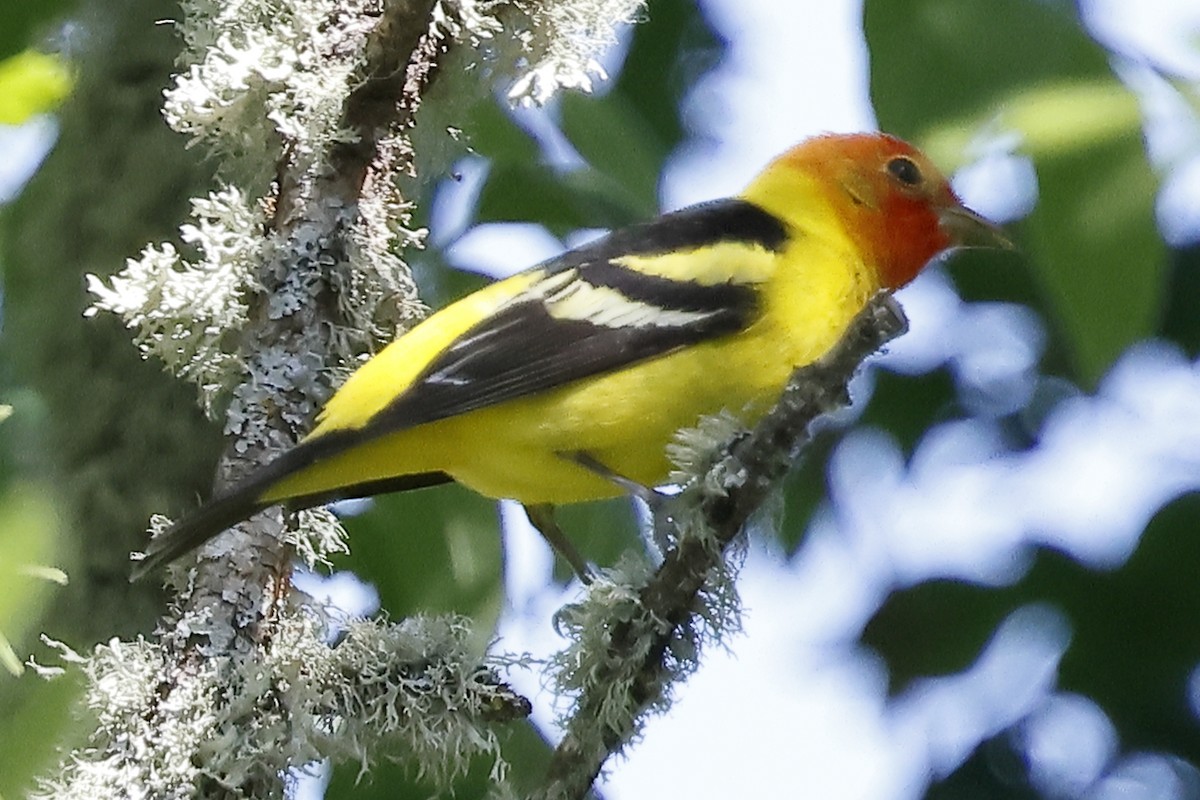 Western Tanager - ML619098992