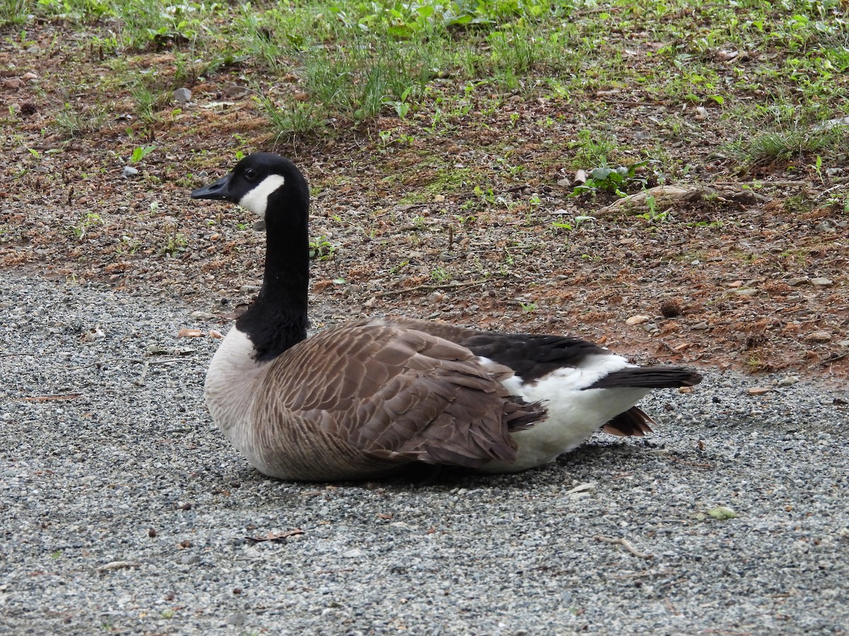 Canada Goose - ML619099009