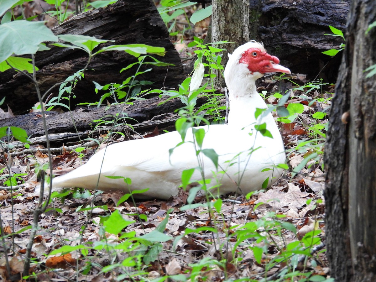 Muscovy Duck (Domestic type) - ML619099018