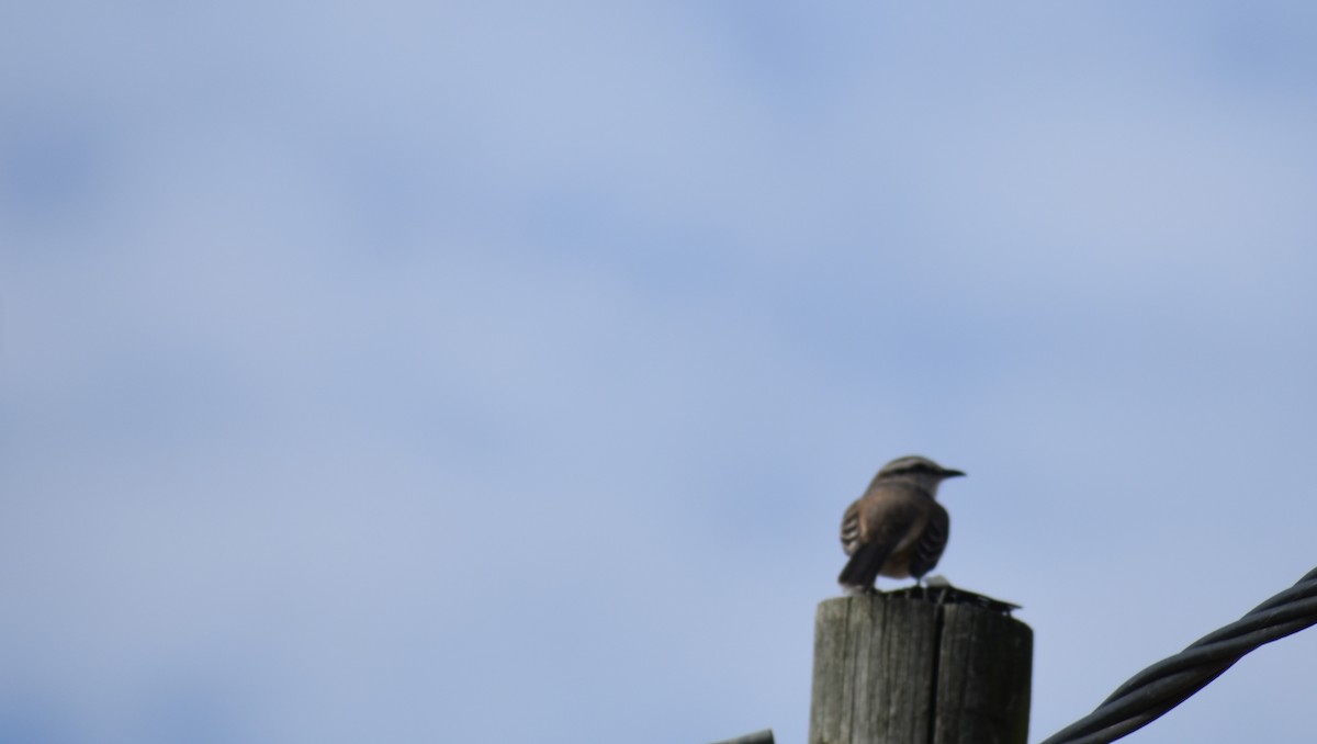 Chalk-browed Mockingbird - Fernanda Ferrari