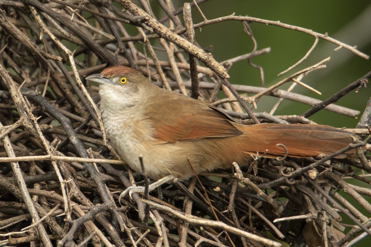 Greater Thornbird - Andy Bowen