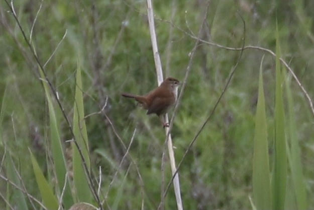 Cetti's Warbler - Pranav Kumar