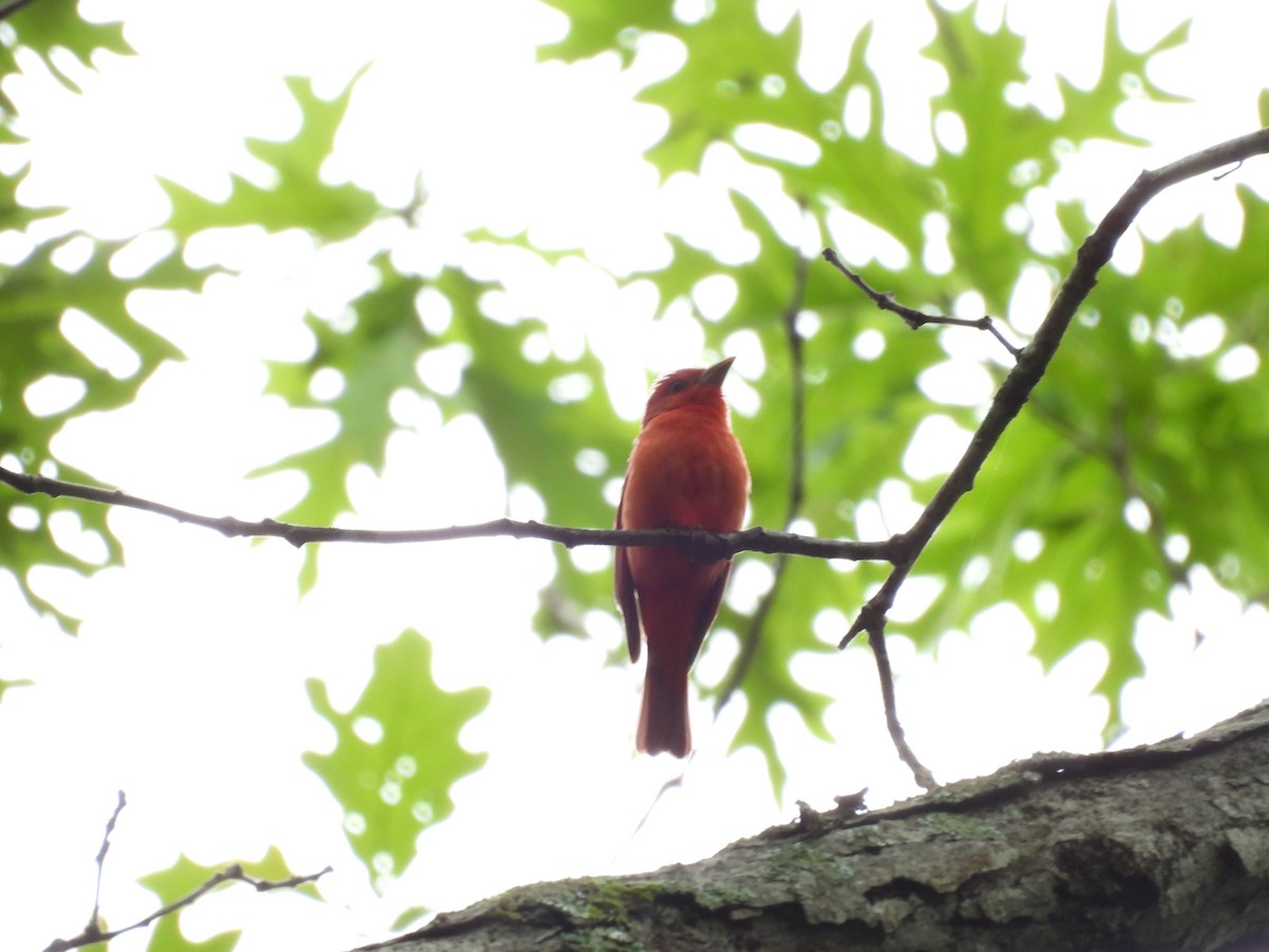 Summer Tanager - ML619099026
