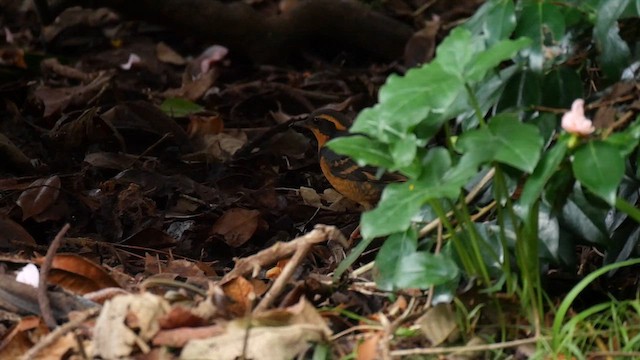 Varied Thrush - ML619099047