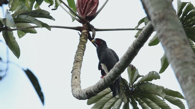 Red-throated Caracara - ML619099050