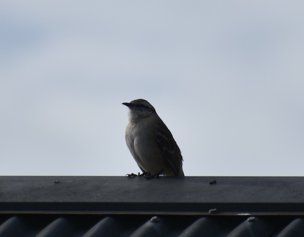 Chalk-browed Mockingbird - Fernanda Ferrari