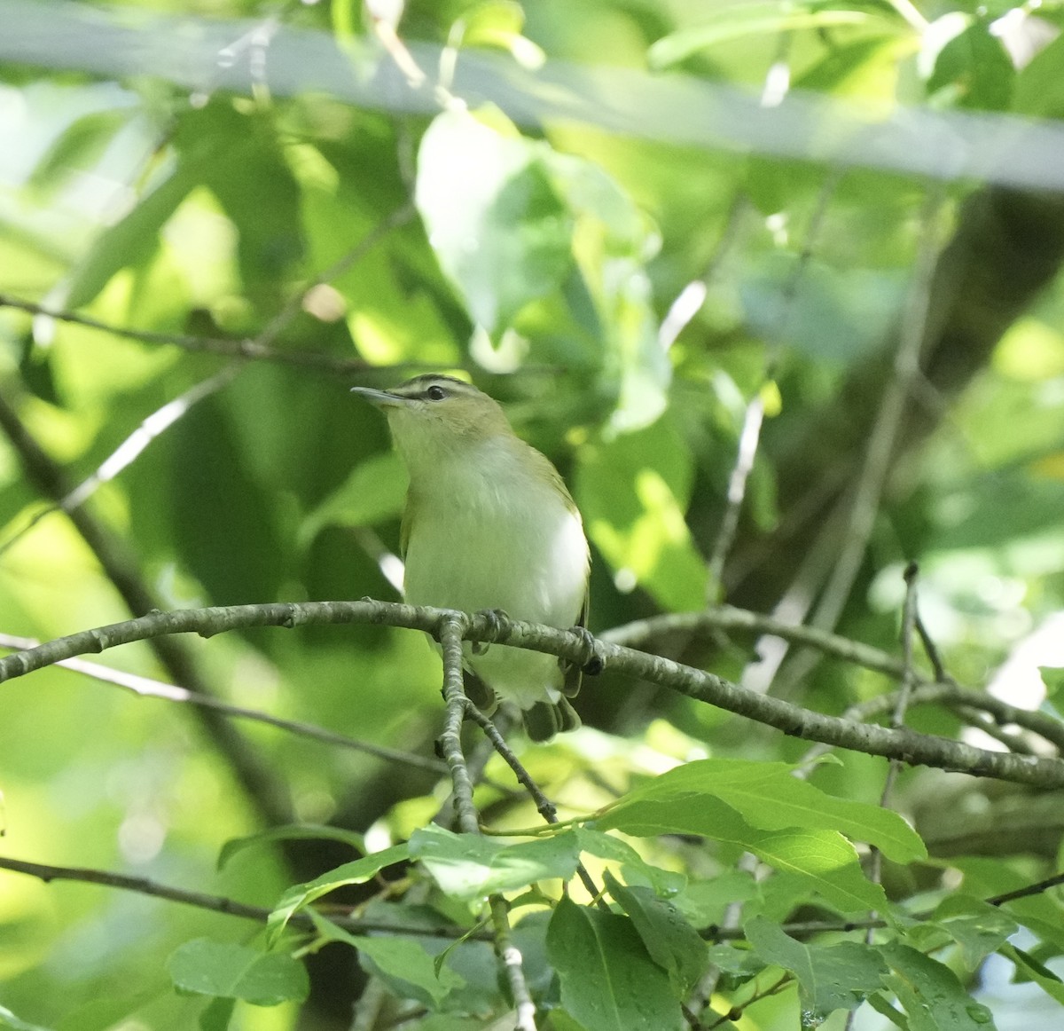 Red-eyed Vireo - Todd DeVore