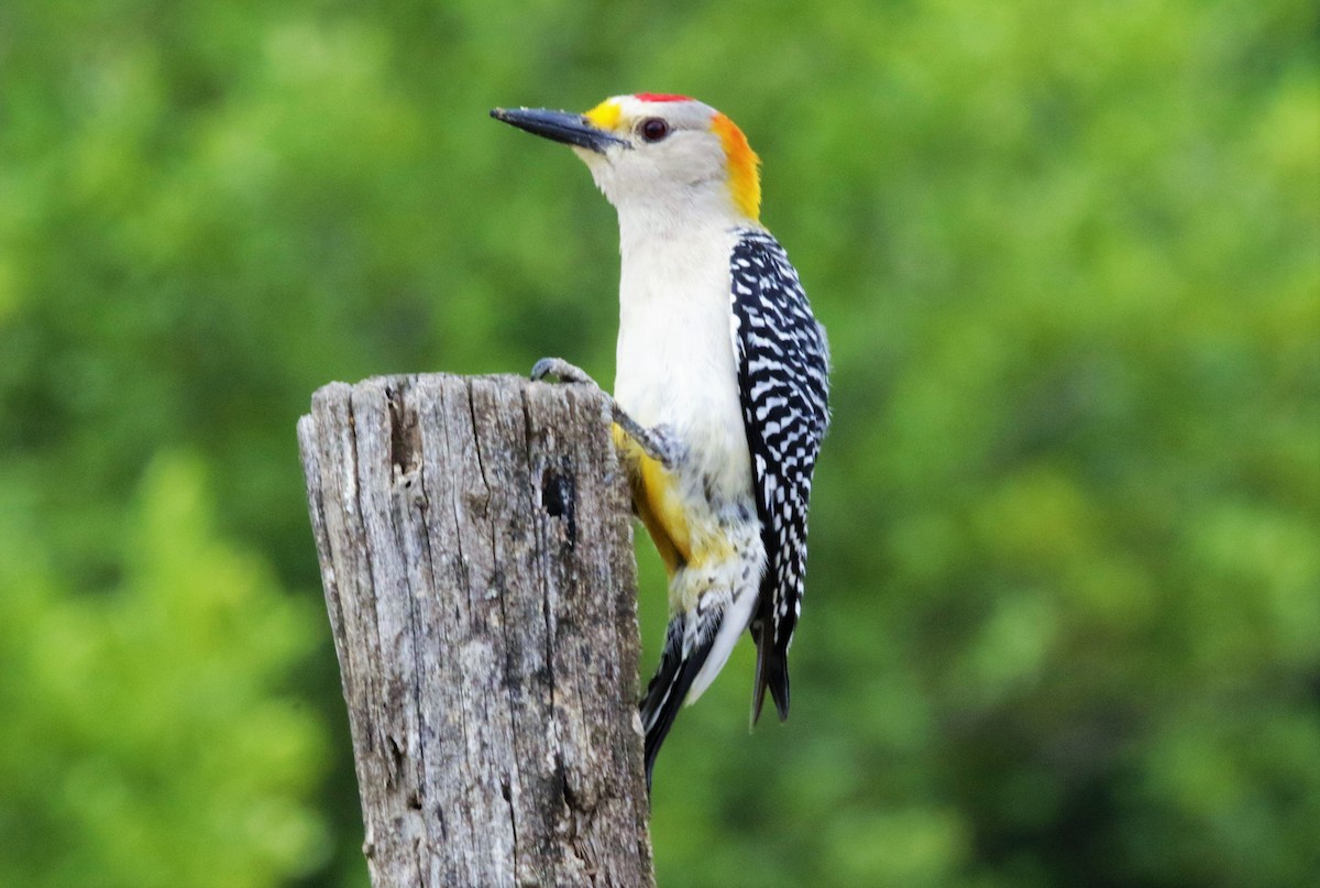 Golden-fronted Woodpecker - FELIPE SAN MARTIN