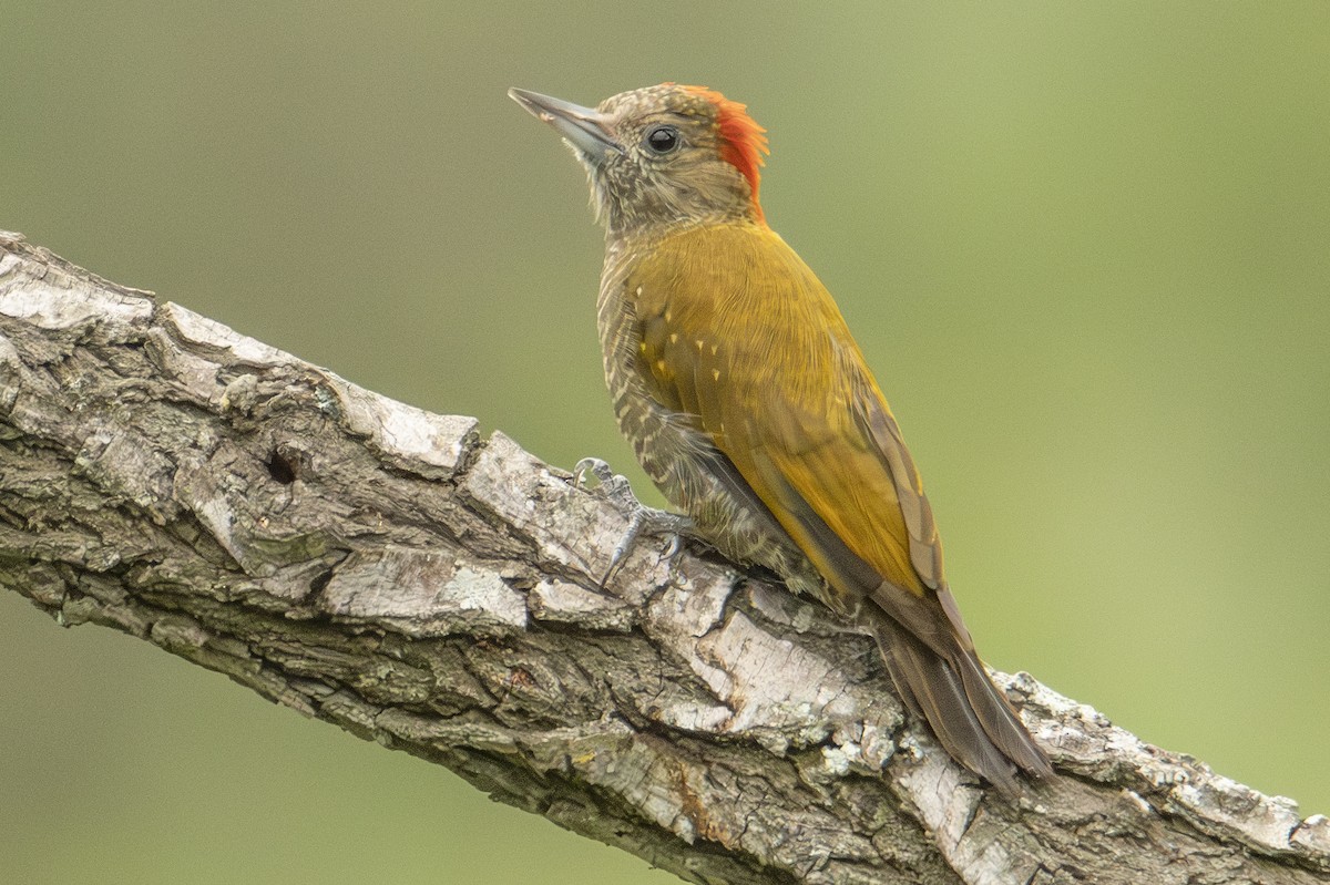 Little Woodpecker - Andy Bowen