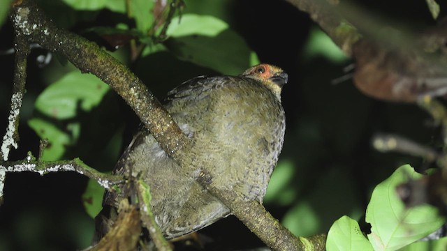 Marbled Wood-Quail - ML619099070