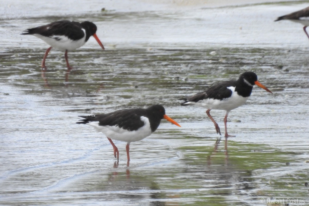 Eurasian Oystercatcher - Rafael Costas