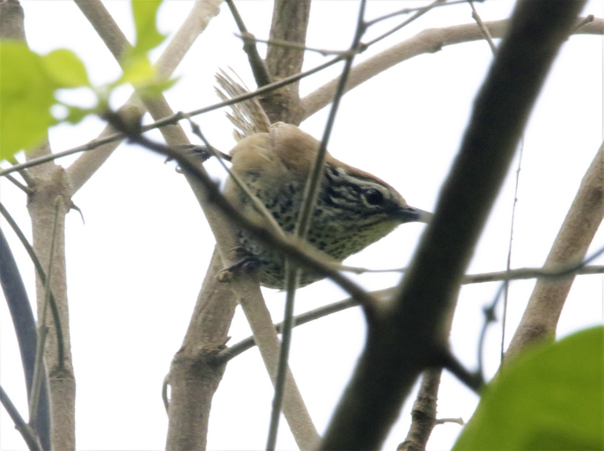 Spot-breasted Wren - FELIPE SAN MARTIN