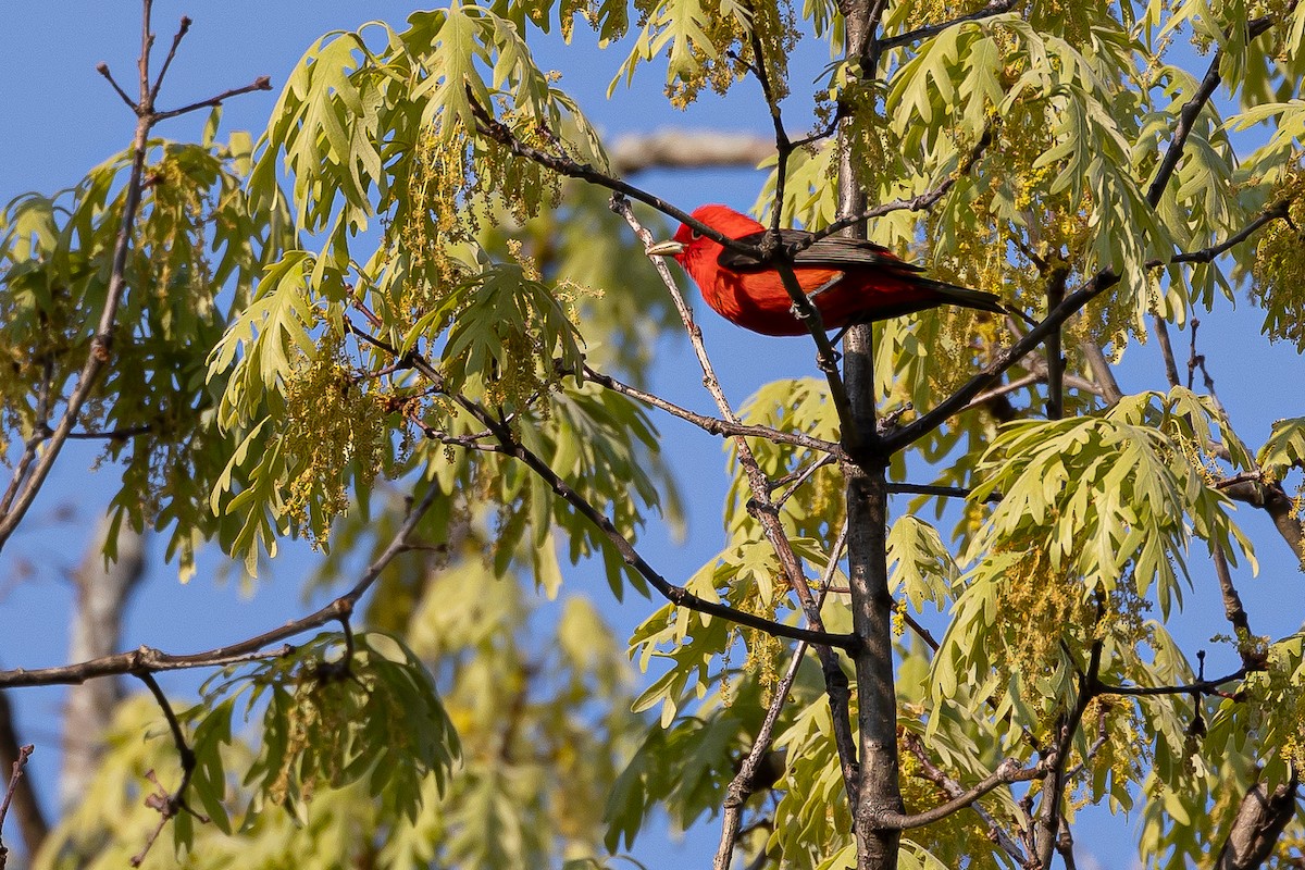 Scarlet Tanager - Joey Reichhoff
