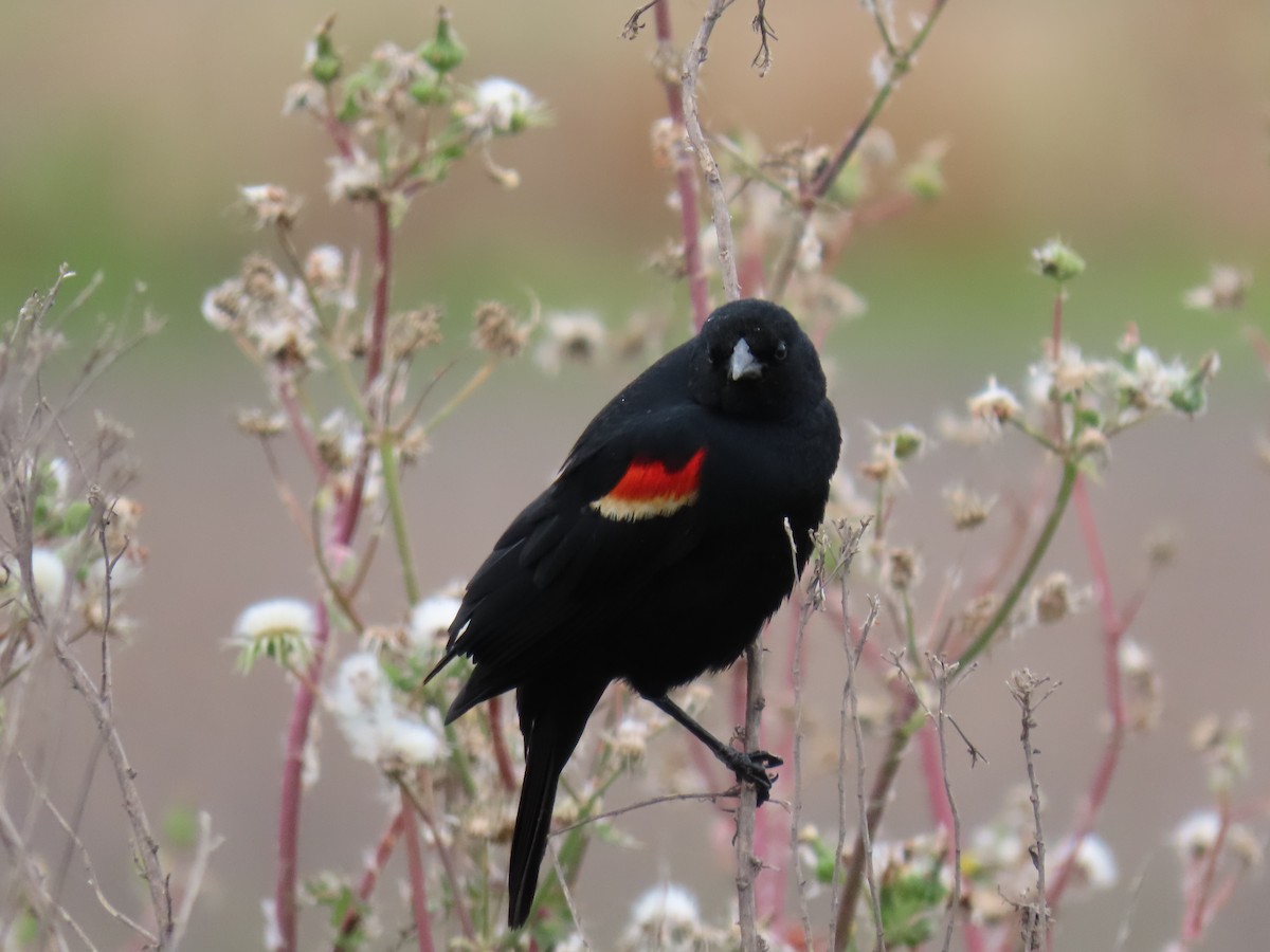 Red-winged Blackbird - Charley Herzfeld