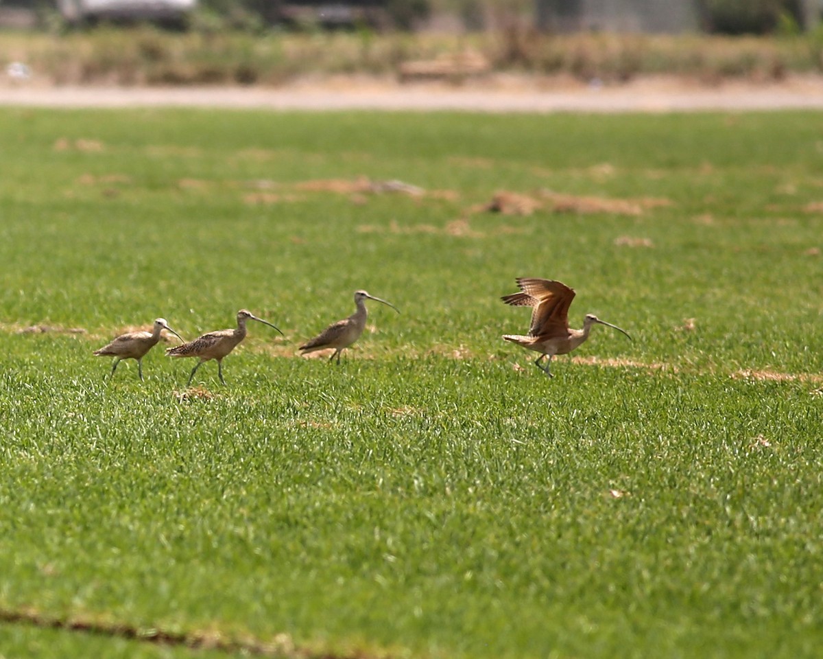 Long-billed Curlew - ML619099116