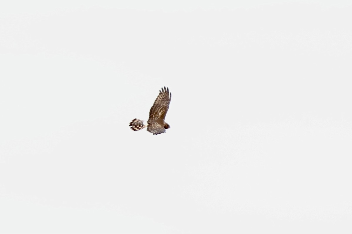 Northern Harrier - Peyton Stone