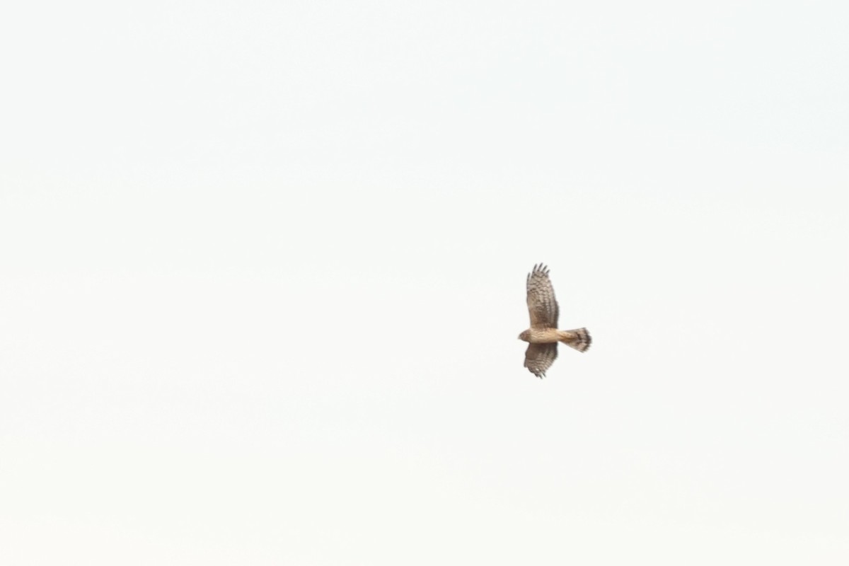 Northern Harrier - Peyton Stone