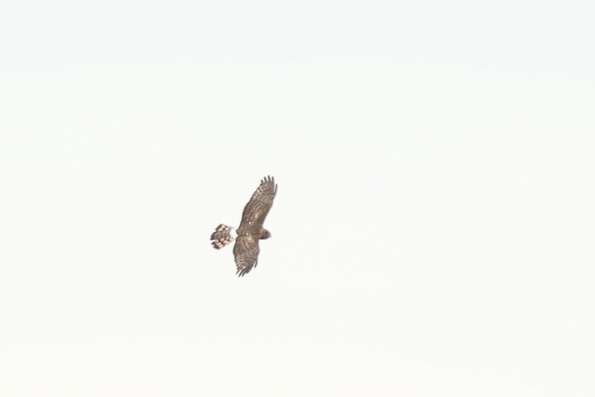 Northern Harrier - Peyton Stone